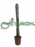 Кактус (Cereus Azur)