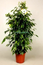 Фикус Бенжамина Анастасия (Ficus Anastacia) D24