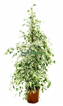 Фикус Бенжамина Starlite (Ficus Starlite) D29