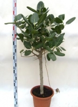 Фикус Бенгальский штамб (Ficus benghalensis Audrey) D19