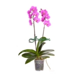 Орхидея Фаленопсис h-60см 1 стр. цвета микс