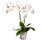 Орхидея Фаленопсис h-65см