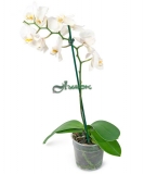 Орхидея Фаленопсис h-60см