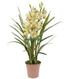 Орхидея Цимбидиум D15