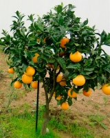 Апельсин D32