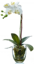Орхидея Фаленопсис h-35см