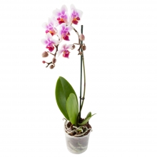 (К) Орхидея D12-70см