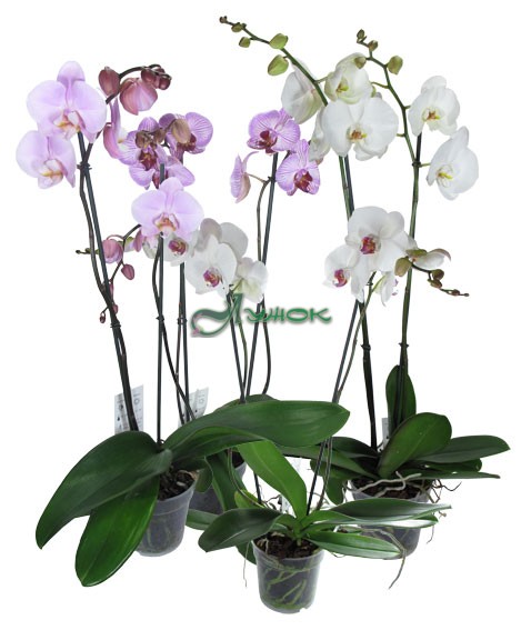 Орхидея Фаленопсис h-70см 2 стрелки